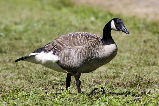016 Vancouver, Canadese Gans.jpg